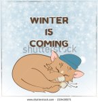 stock-vector-sleeping-kitten-in-a-hat-on-background-of-falling-snowflakes-219438571